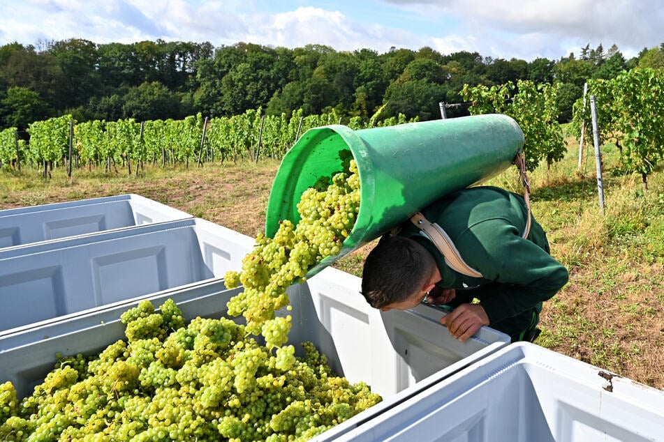 Die Kiepen werden in große Behälter entleert, die dann postwendend ins Weingut gefahren werden.