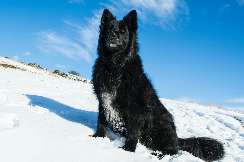Größere Rassen kommen zwar gut ohne Hundekleidung zurecht, doch nach dem Spaziergang sollte man auch bei ihnen, besonders bei Hunden mit langem Fell, den Schnee abklopfen und ihn sanft trocken rubbeln.
