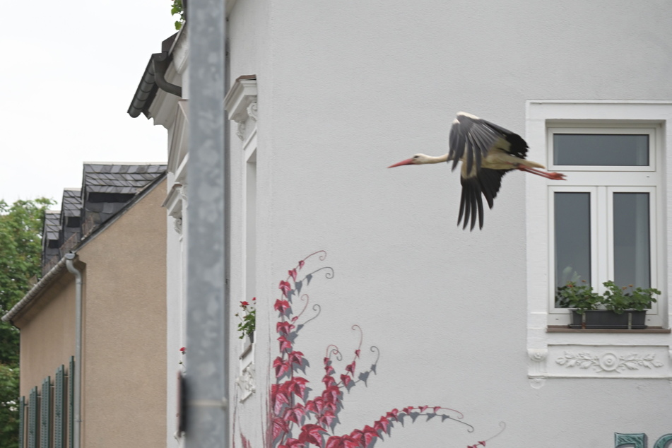 In der Chemnitzer Straße zischt Adebar dicht an den Fassaden vorbei.