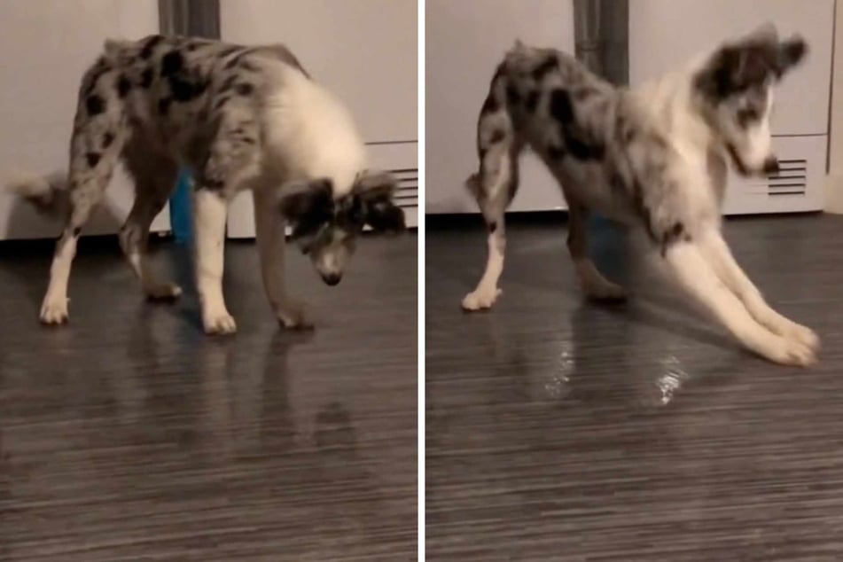 Molly is only 15 weeks old, but the little dog is already a celebrity thanks to an adorable TikTok clip where she picks a fight with an unlikely enemy.