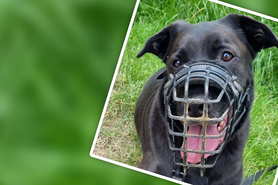 Besitzer verkauft Hund im Internet, doch verschweigt etwas: "Spike ist leider vorbestraft"