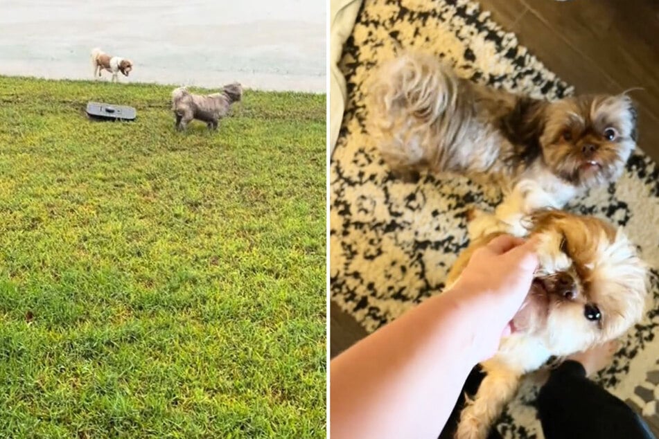 Tiny dogs rush out for playtime but get a hilarious wet surprise in viral TikTok