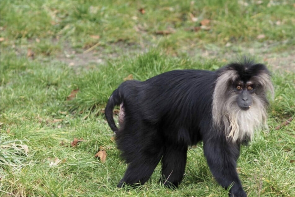 Ruma wurde aus dem Zoo geklaut und später im mehrere Kilometer entfernten Stadtteil Reudnitz wiederentdeckt.