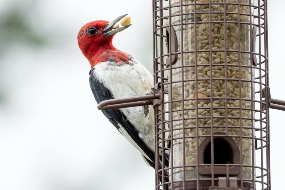 Futterspender sind hygienischer als Futterhäuser, da die Vögel das Futter nicht verunreinigen können und es vor Nässe geschützt ist.