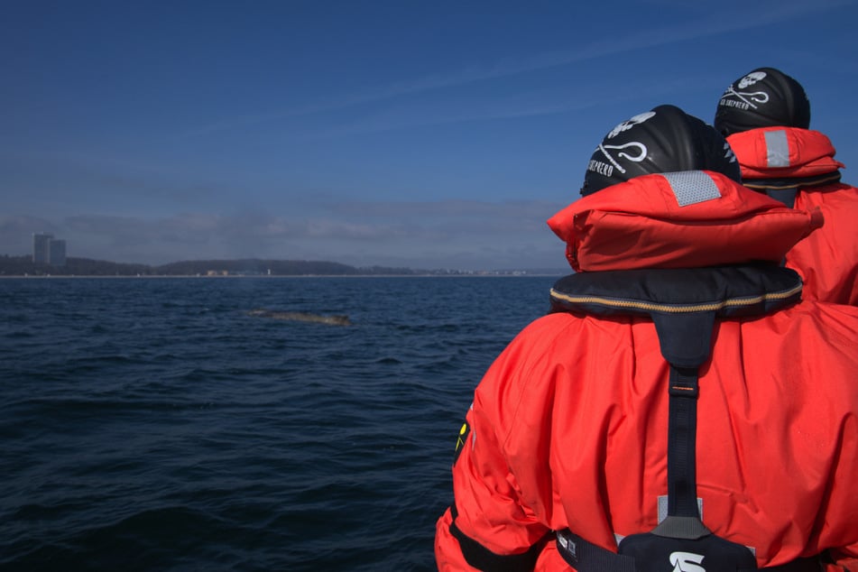 Nach einem Teilerfolg musste die Crew den Meeressäuger ziehen lassen.