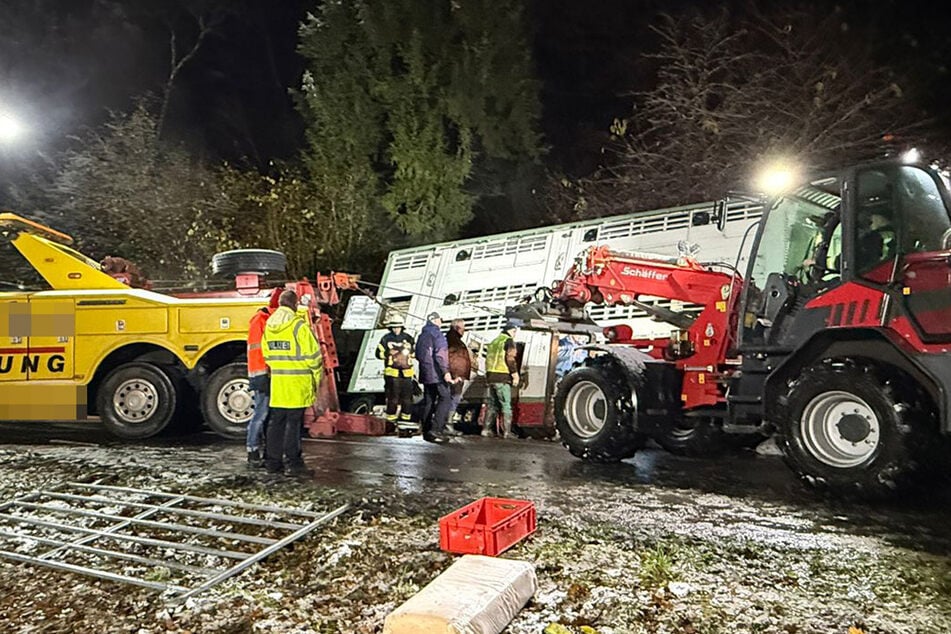 Der Laster landete samt Kühen in einem Graben, was die Bergungsarbeiten für die Feuerwehr schwer machte.