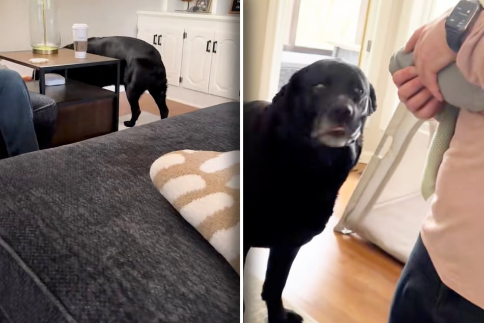 Ein komischer Blick und weg ist Labrador Dudley. Doch das hat einen zuckersüßen Grund.