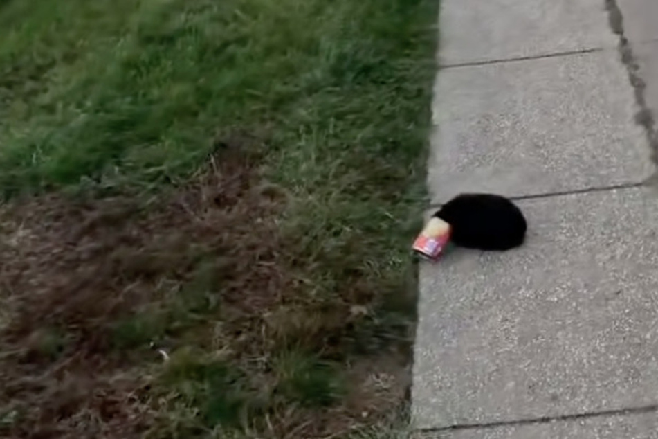 Black cat with head caught in a can gets help!