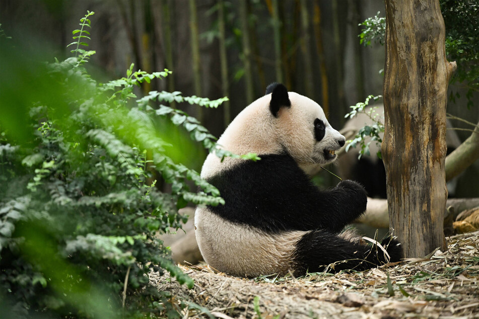 The oldest panda in the world was a cute and cuddly creature.
