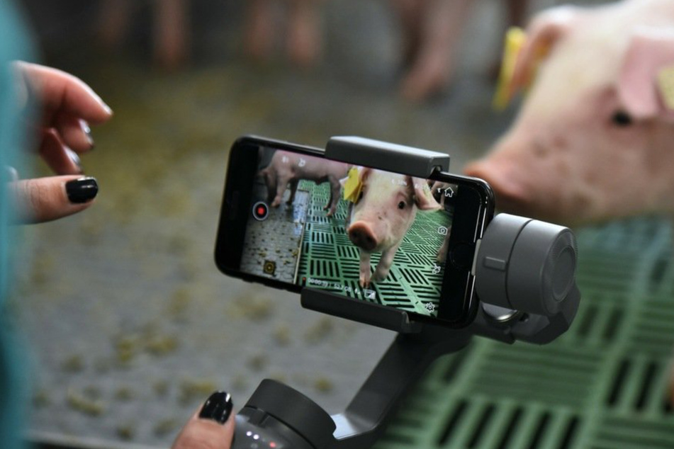 Kameras im Ferkel-Stall! Das hat es mit Projekt "DigiSchwein" auf sich