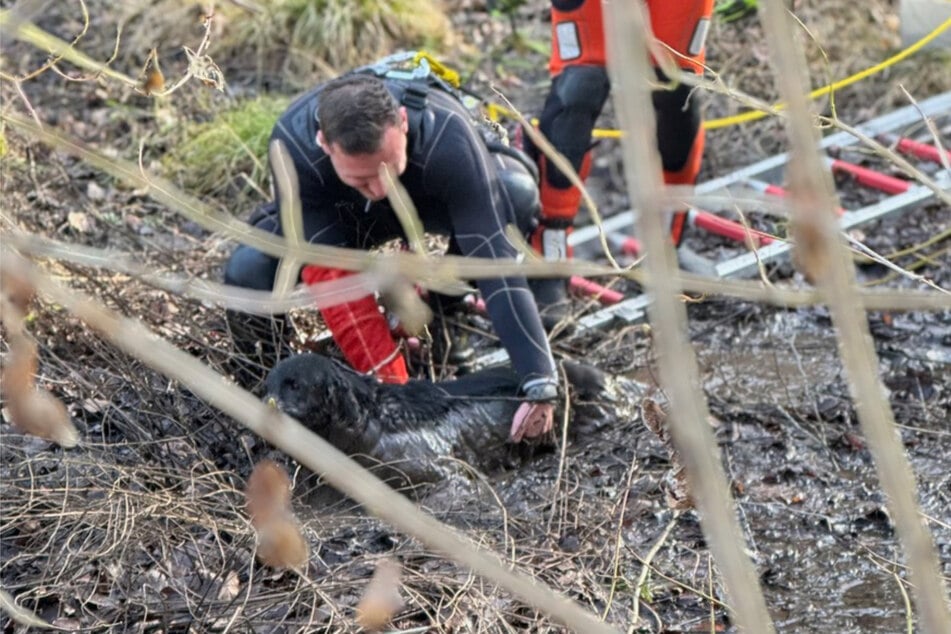 Die Hündin konnte sich nicht mehr selbstständig befreien und bellte um Hilfe.