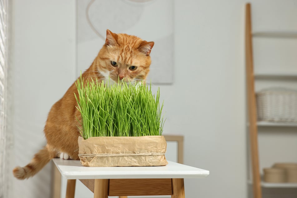 Ein Topf Katzengras kann für den frisch gebackenen Stubentiger eine spannende Entdeckung sein.