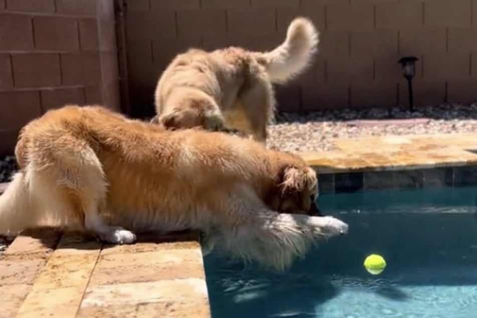 Auch in anderen Videos kämpfen die Golden Retriever mit dem Wasser.