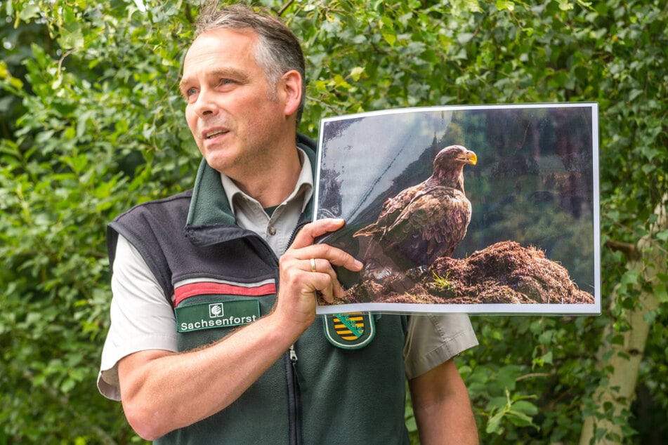 Das ist der Beweis: Forstleiter Uwe Borrmeister (41) mit einem Foto des "Zuzugs" auf seinem Horst.