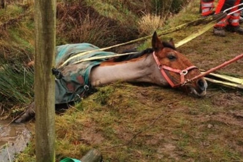 Dramatische Pferde-Rettung! "Jack" im Graben, Besitzerin völlig gestresst