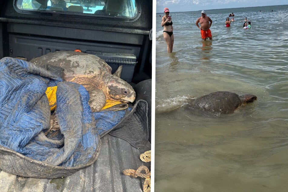 Die Schildkröte konnte nach der Rettung wieder ins Meer entlassen werden.