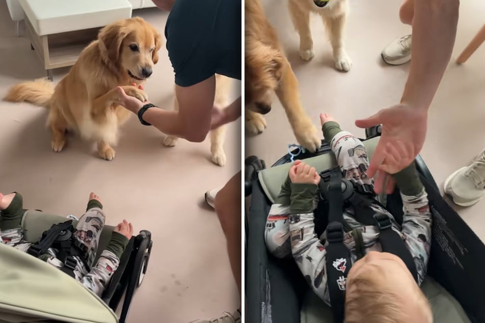 Golden-Retriever-Dame Ellie zeigt, wie es geht. Auch das Baby schlägt nun ein.