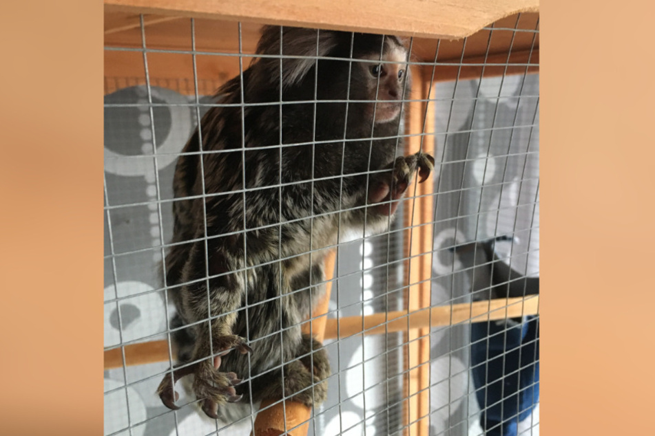 Ein "Gucci" genannter Weißbuschelaffe sitzt in einer Wohnung in einem Vogelkäfig. Fast ein Jahr lang hat der verängstigte Affe in dem Käfig in Gefangenschaft gelebt.
