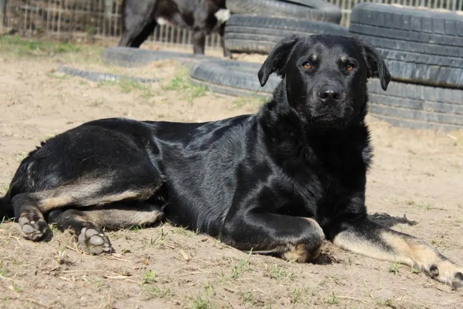 Der Vierbeiner braucht Menschen, die Erfahrung haben und sich durchsetzen können.
