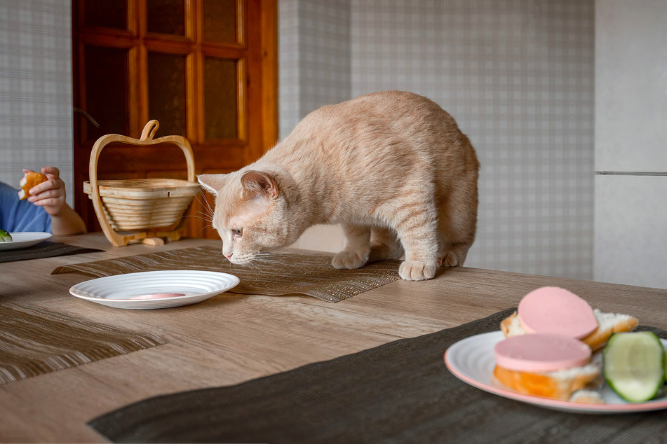 Die Katze auf dem Esstisch? Unerwünschtes Verhalten lässt sich mit dem Clickertraining reduzieren.