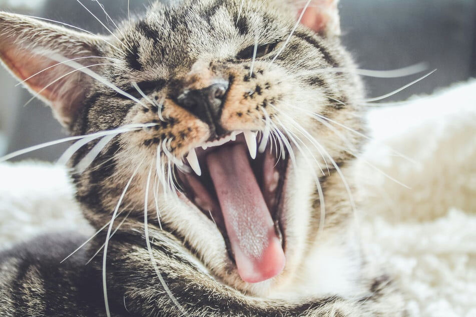Cats have very sharp teeth, so when they bite it can hurt a lot.