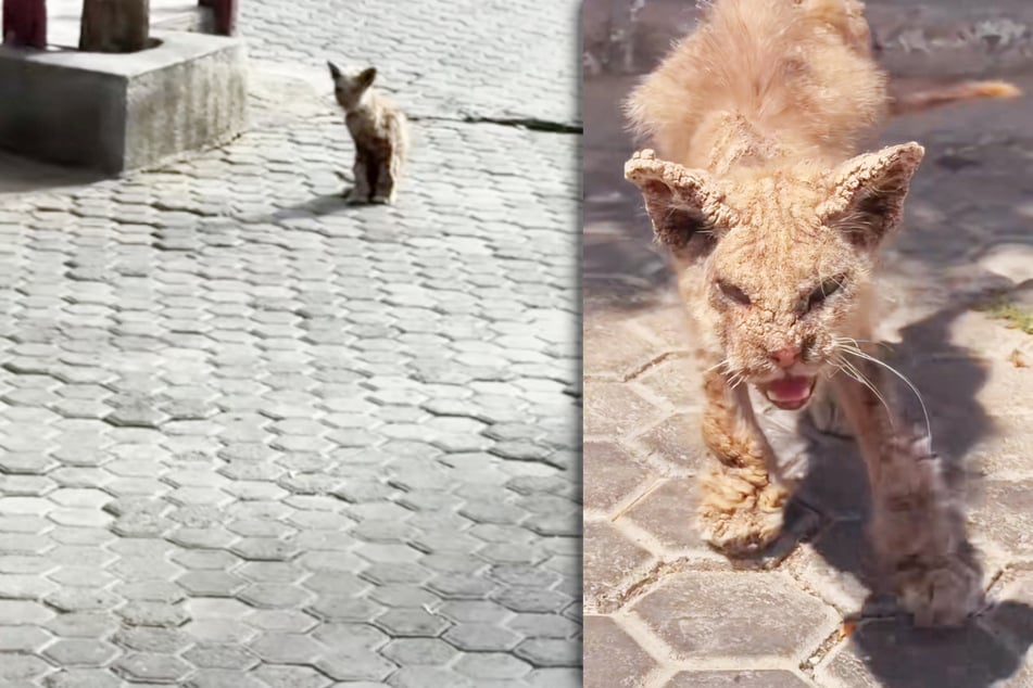 Als Frau diese Katze auf der Straße kauern sieht, bleibt sie wie angewurzelt stehen