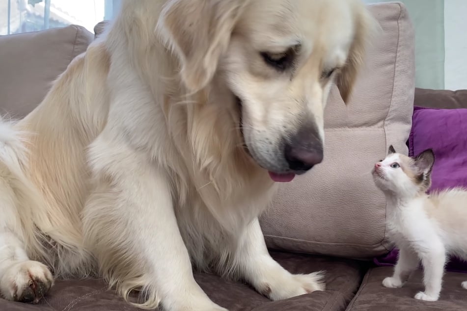 Was passiert, wenn ein Riesen-Hund und ein Mini-Kätzchen Freunde werden?