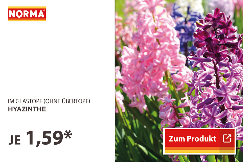 Midi-Phalaenopsis für 6,99 Euro.