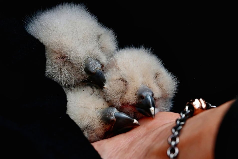 Nachdem Hugo mehrere Tage lang die Jungvögel nicht mehr versorgt hatte, wurden die Kleinen von Naturschützern aus dem Nistkasten geholt.