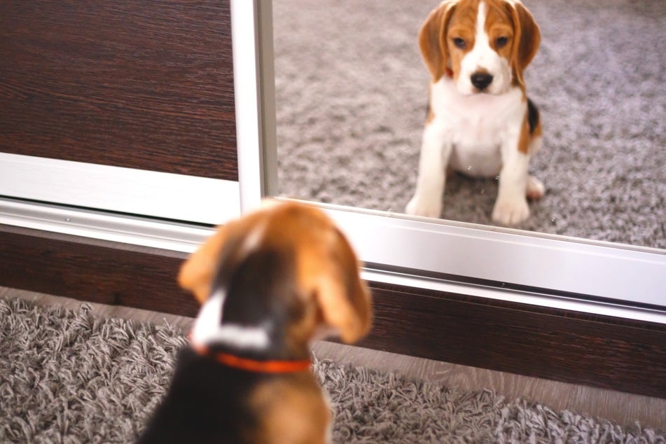 Puppies will have an especially strong reaction to their reflection in a mirror.