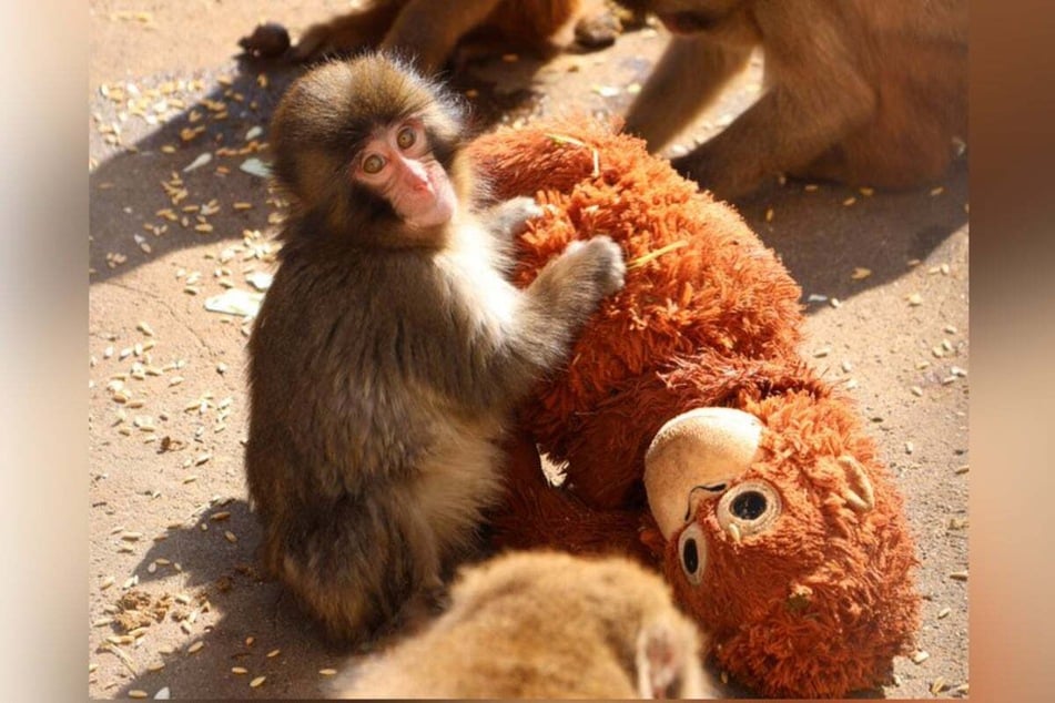 The sad and touching story of the baby monkey named Punch is currently attracting large numbers of visitors to a Japanese zoo.