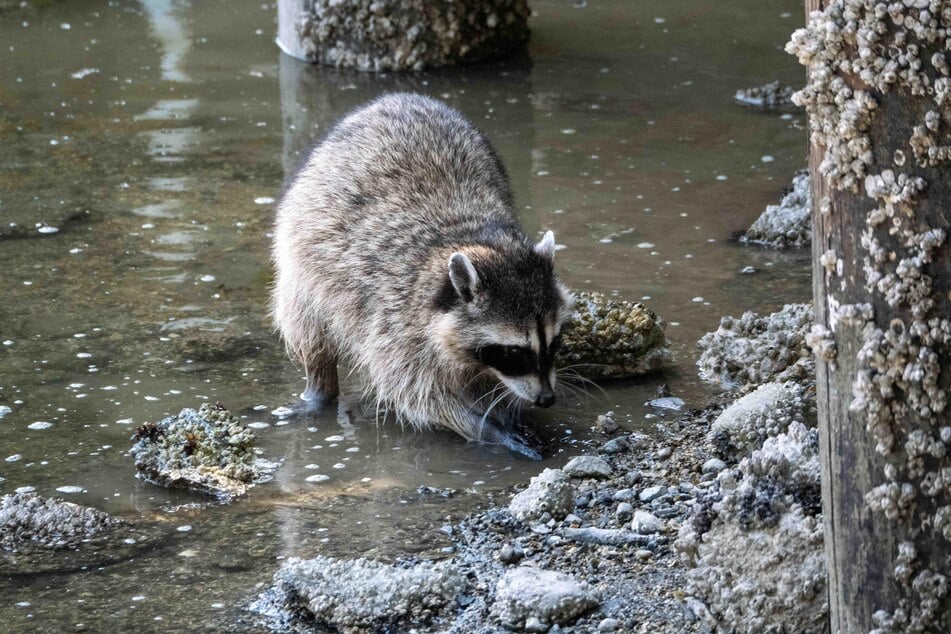 You may think raccoons are washing their hands, but they are most likely hunting in water.