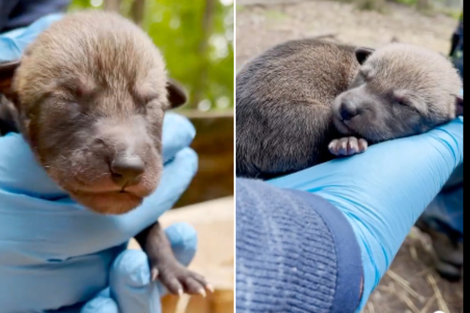 North Carolina Zoo takes to Twitter to share exciting and adorable baby wolf news!