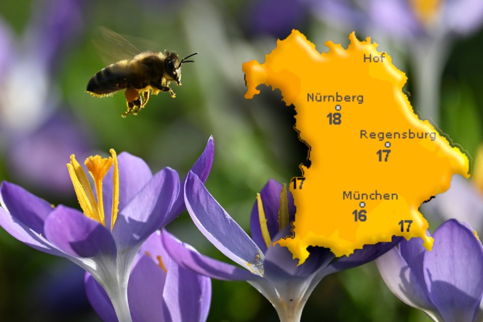 Bei strahlendem Sonnenschein summen die Bienen im Münchner Luitpoldpark.