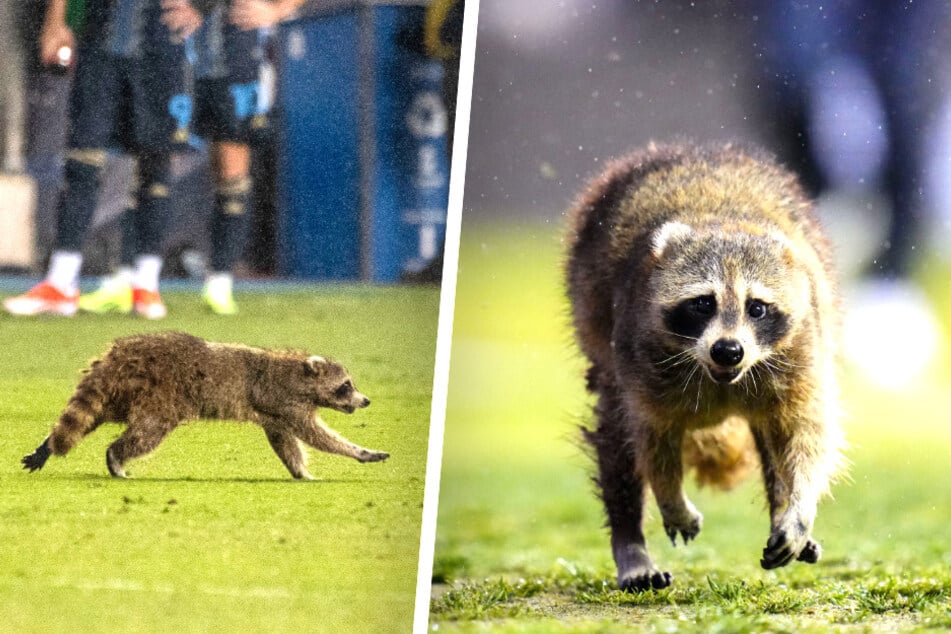 Dieser Flitzer hat sich gewaschen: "Raquinho" erobert Herzen der Fans!