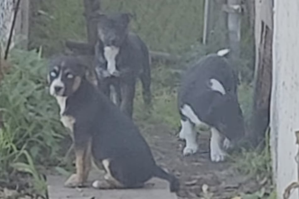 Leider sind zwei der Welpen aktuell verschwunden.