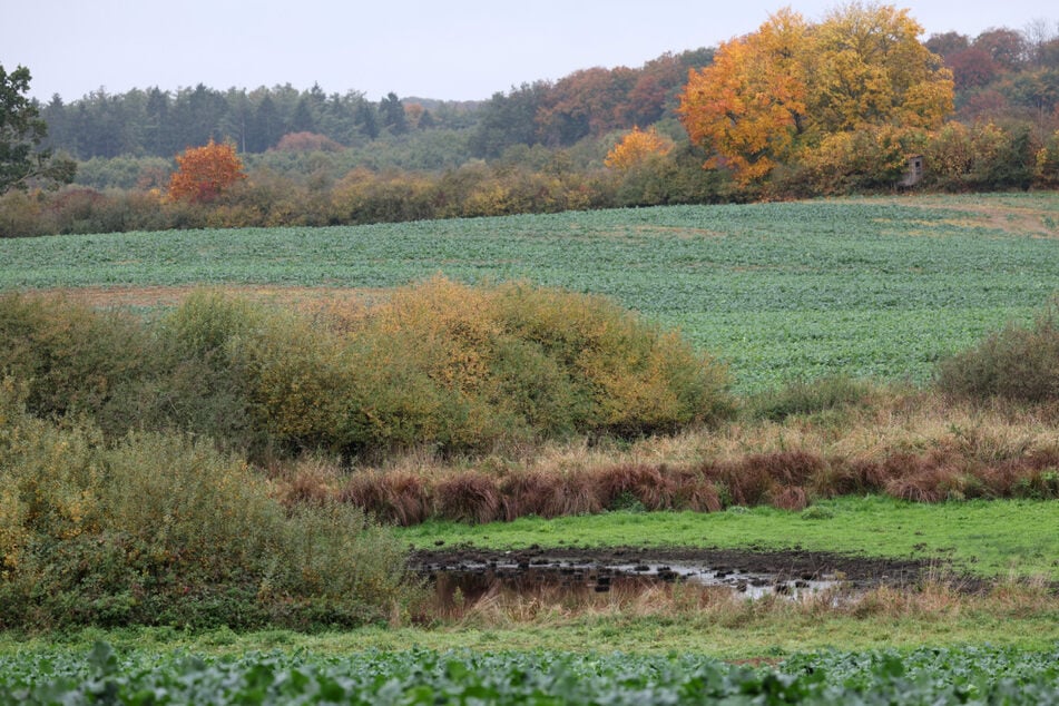 Der vermisste Fabian wurde nahe einem Waldstück bei Güstrow gefunden.