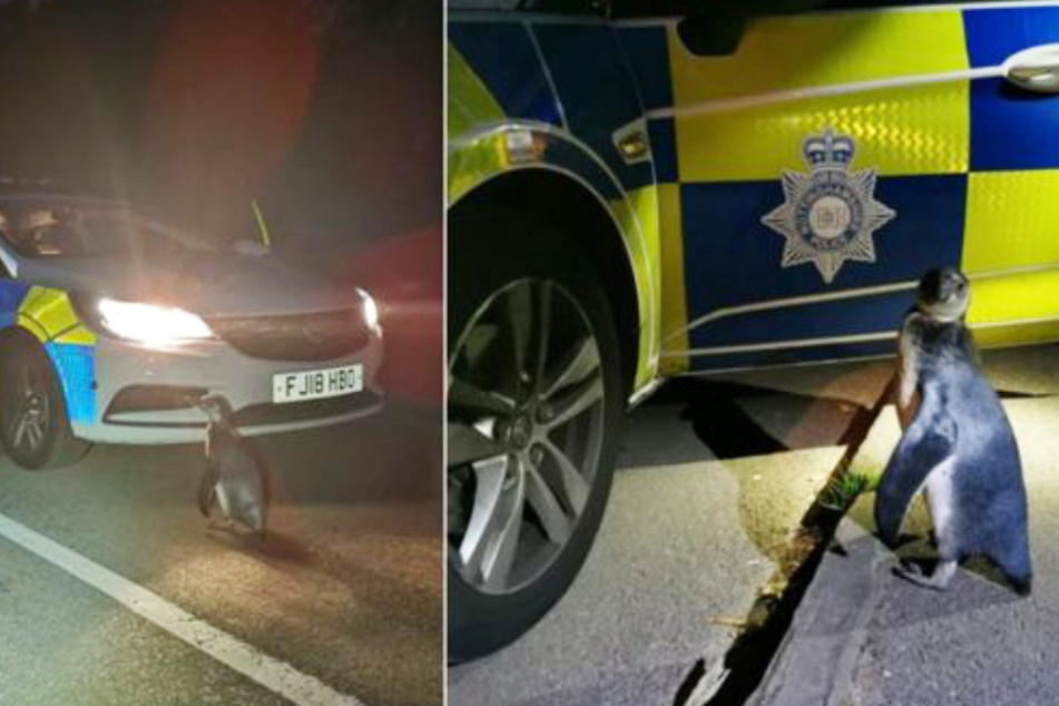 Po-Po spazierte gelassen auf einer Straße in Strelley, als Beamte ihn entdeckten.