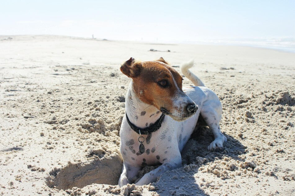 Schwimmen, spielen oder Buddeln im Sand? Jeder Hund genießt den Strandtag auf seine Weise.