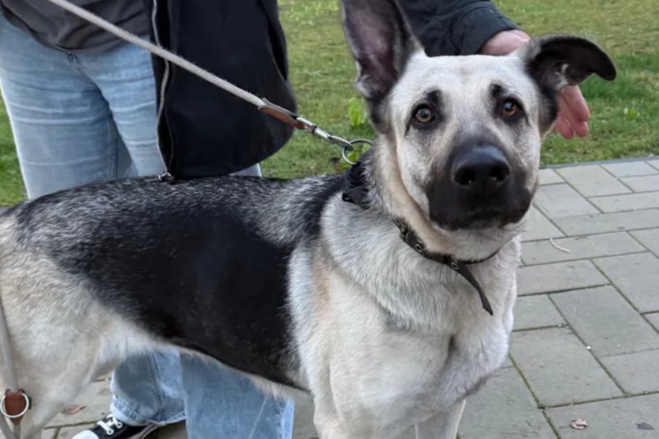 Lebensumstände ändern sich: Besitzer gibt junge Hündin im Tierheim ab