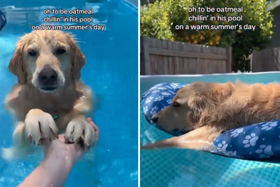 Wie ein Golden Retriever den schweißtreibenden Temperaturen trotzt, verzückt Hunderttausende