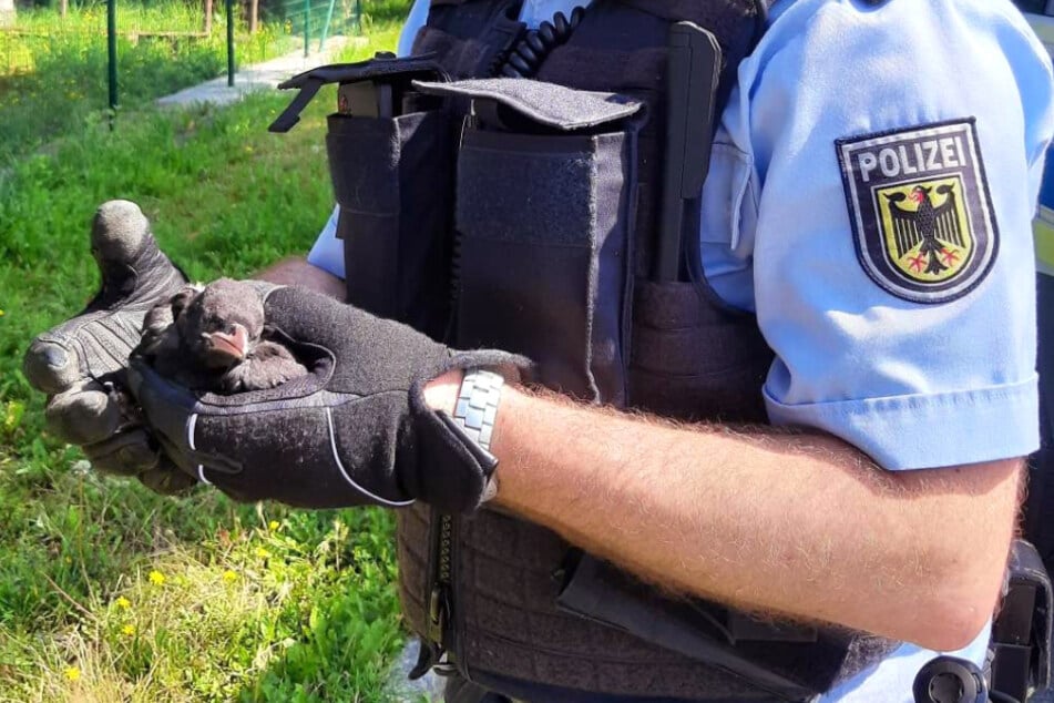 Die Beamten kümmerten sich zudem um einen geschwächten Vogel, dessen erster Flugversuch nicht so gut verlaufen war.