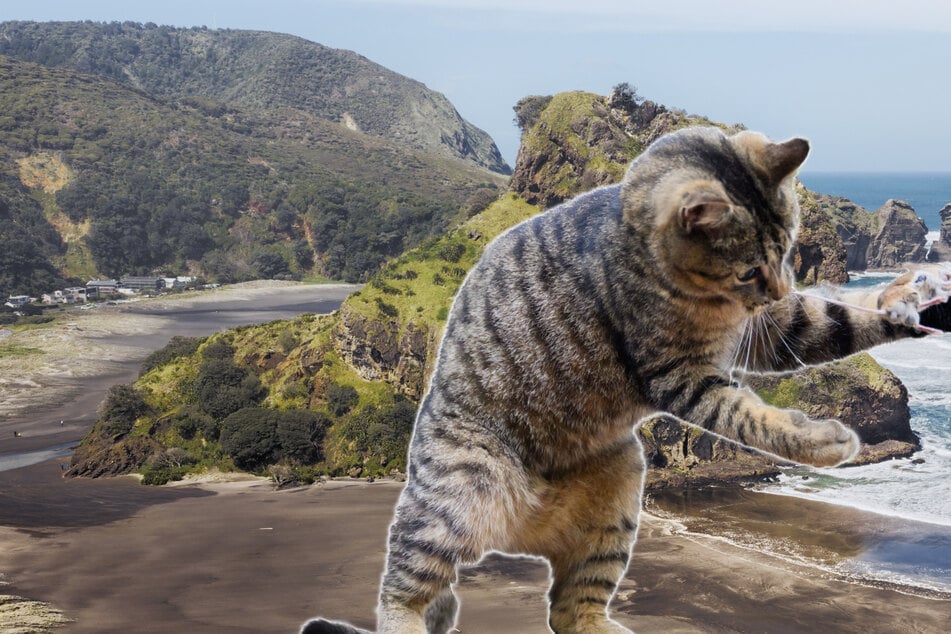 "Töten, um zu überleben": Dieses Land will alle wilden Katzen ausmerzen