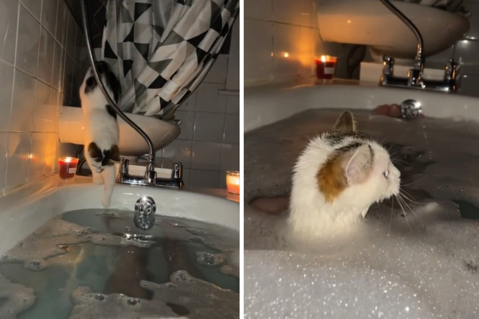David couldn't help but laugh out loud at the sight of his cat in the bubble bath.