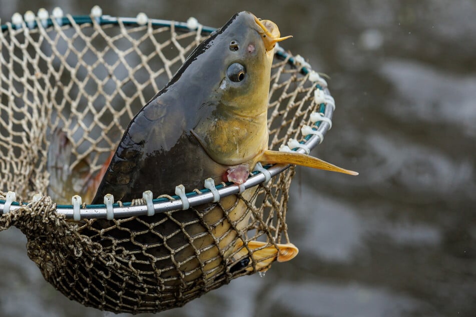 Mehrere tote Karpfen sorgen am Bodensee für Aufsehen. (Symbolfoto)