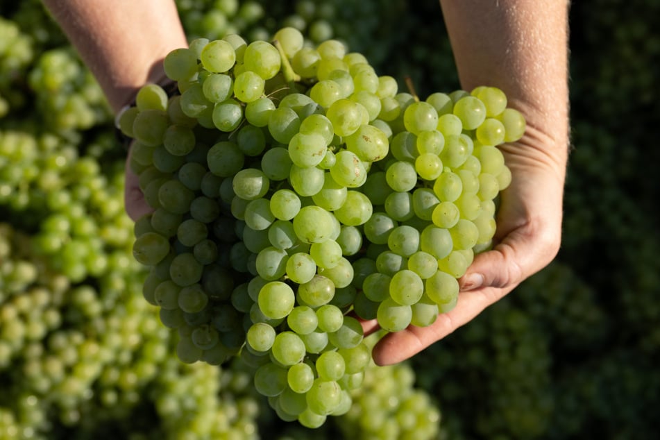 Weinlese in Sachsen: Niedrige Menge, aber hohe Qualität