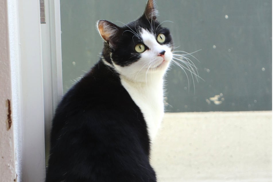 Katze Saskia will beschäftigt werden und würde gerne gesicherten Freigang genießen.