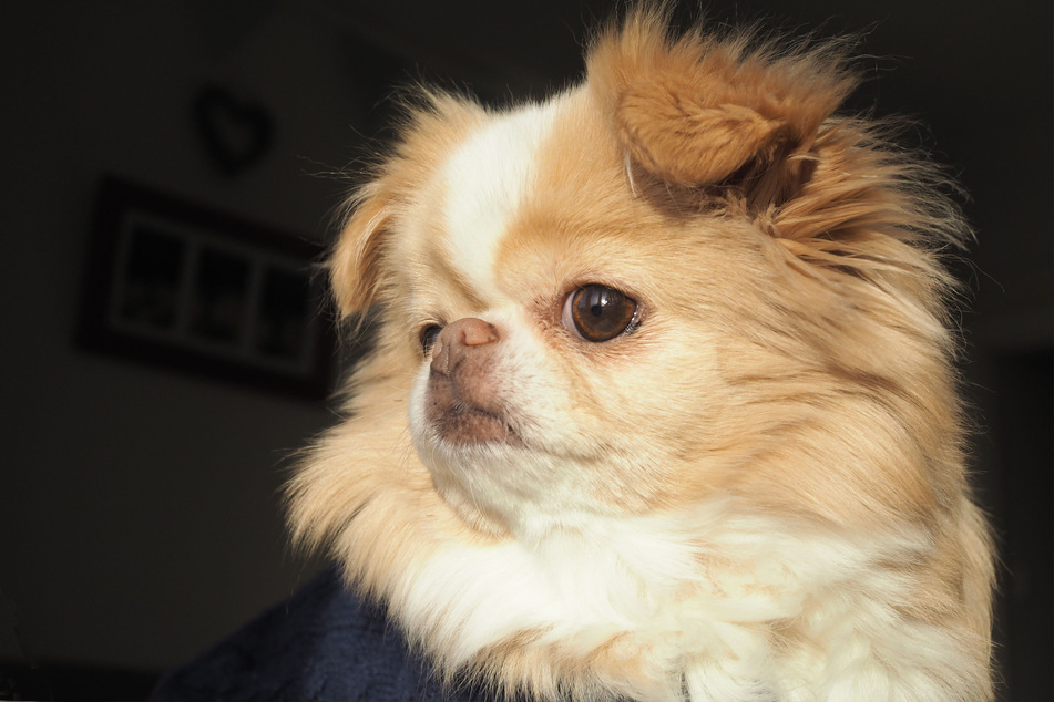 Similar to the chihuahua, the Japanese chin is absolutely gorgeous.