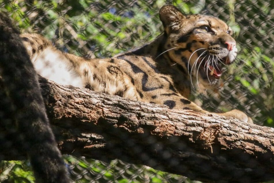 Raubkatze entkommt aus Zoo-Gehege, weil jemand ein Loch in den Zaun schneidet