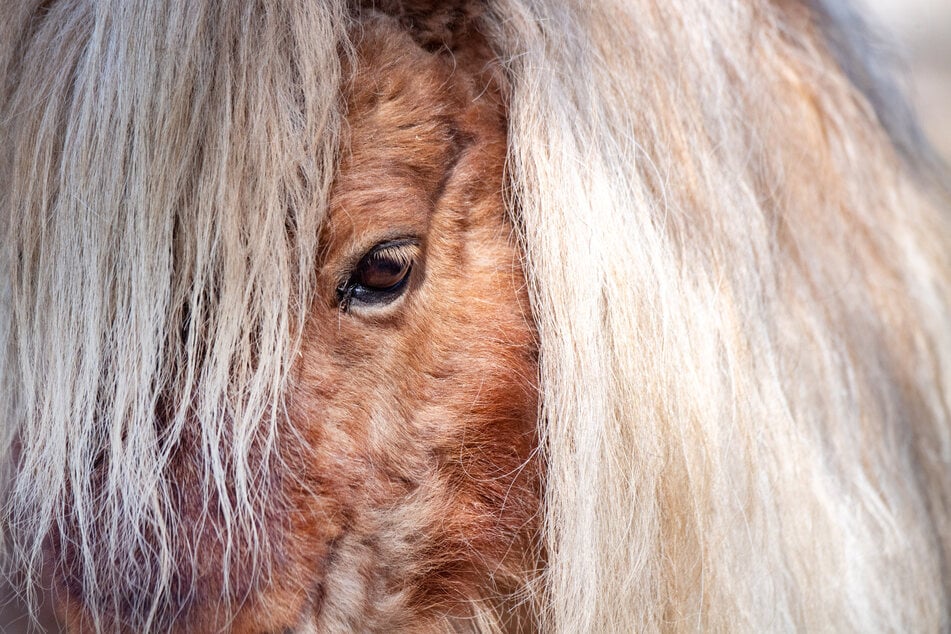 Im Harz wurde ein frei laufendes Pony von einem Renault erfasst. (Symbolbild)